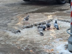 Русе - поледица - метеорологична обстановка