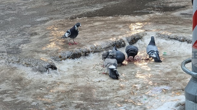 Заради поледицата в Русе близо 80 души са преминали до обяд през спешните отделения на двете болници с травми и счупвания