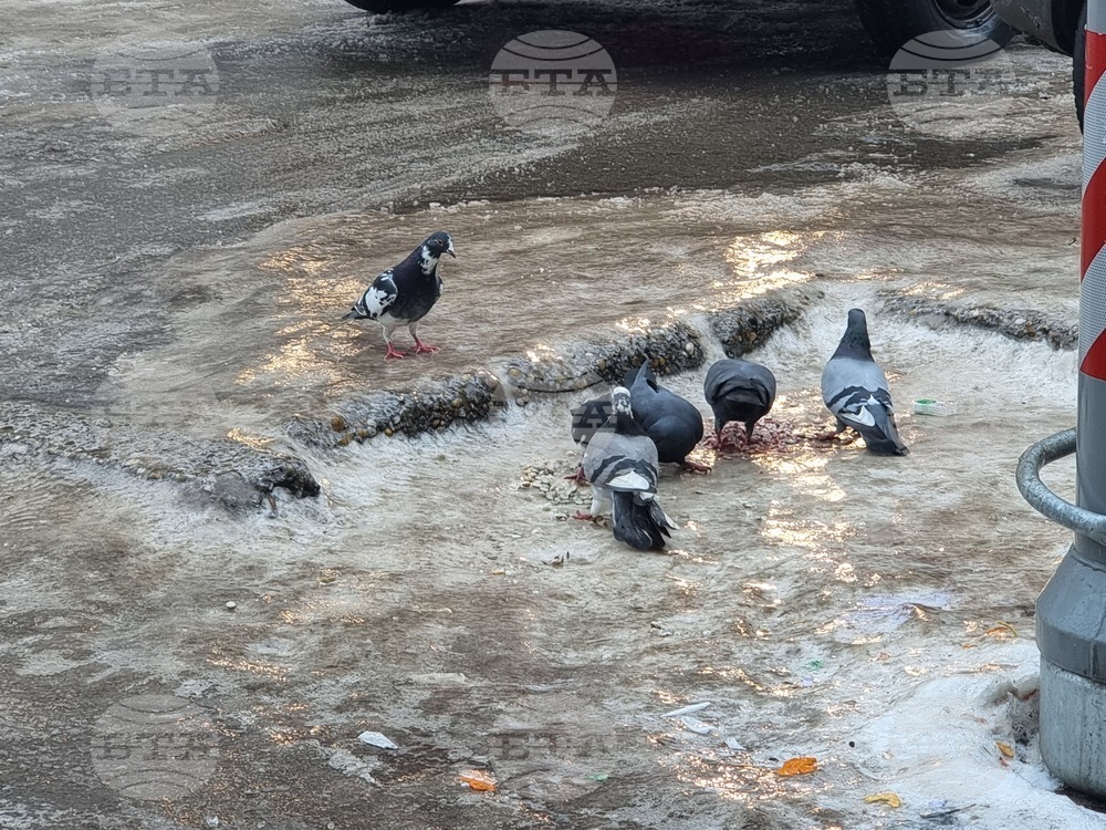 Русе - поледица - метеорологична обстановка