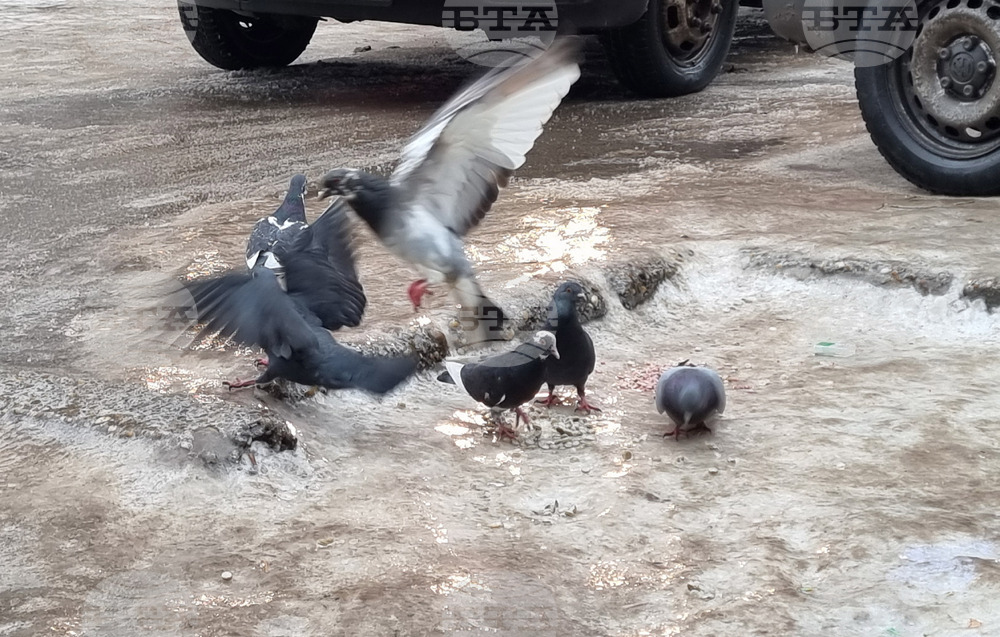 Русе - поледица - метеорологична обстановка