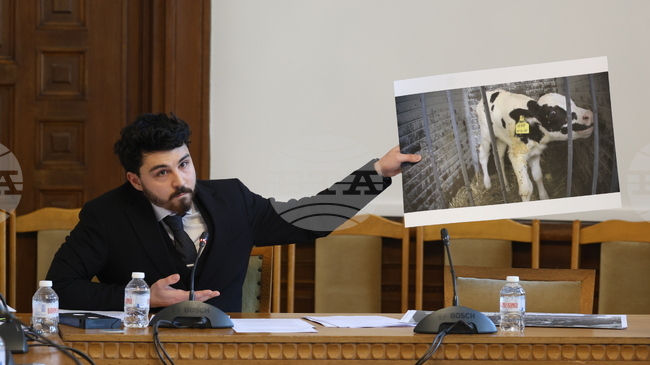 Депутатите от комисията за прякото участие на гражданите подкрепиха забрана на отглеждането на телета в клетки 