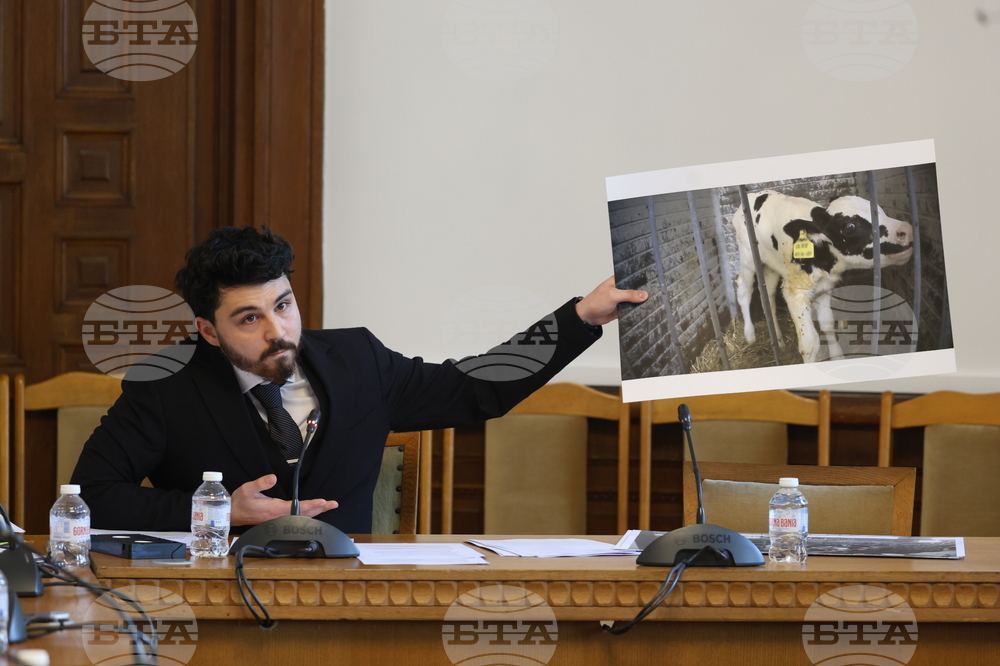 Депутатите от комисията за прякото участие на гражданите подкрепиха забрана на отглеждането на телета в клетки 