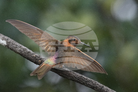 Ecuador Hummingbirds Refuge