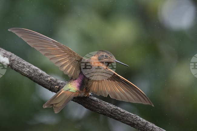 Ecuador Hummingbirds Refuge