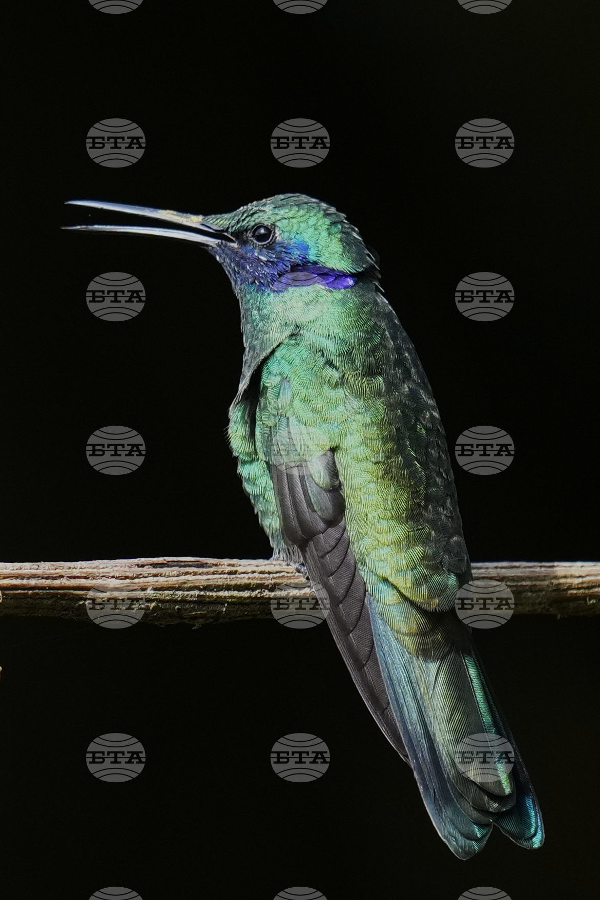 Ecuador Hummingbirds Refuge