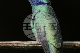 Ecuador Hummingbirds Refuge