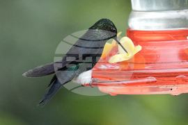 Ecuador Hummingbirds Refuge