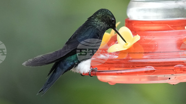 Древна гора в Еквадор е последното убежище за застрашено от изчезване колибри