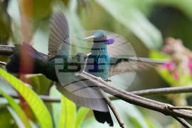 Ecuador Hummingbirds Refuge