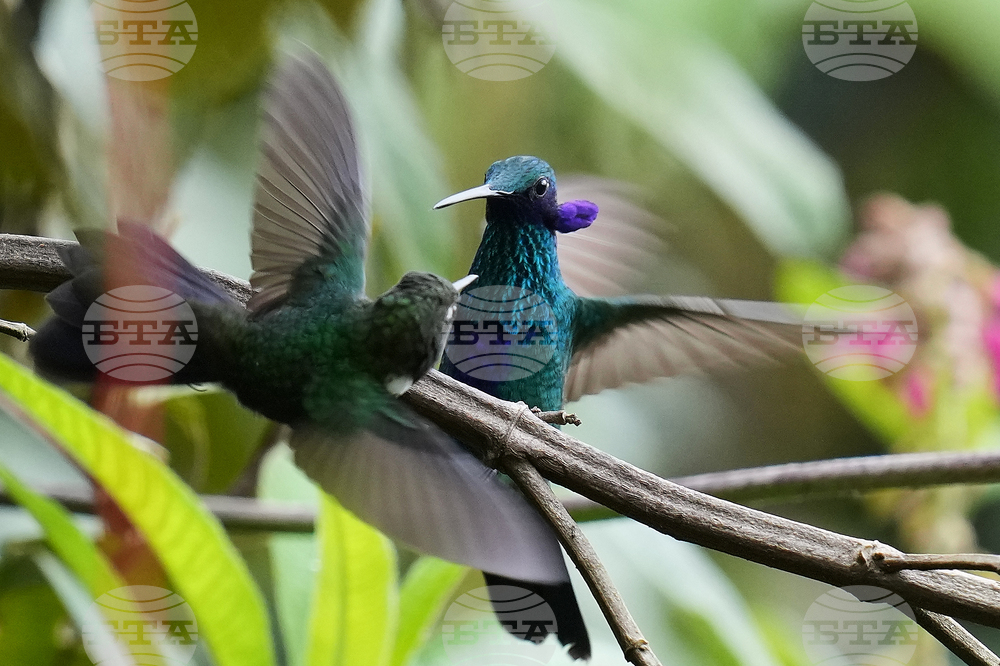 Ecuador Hummingbirds Refuge
