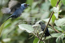Ecuador Hummingbirds Refuge