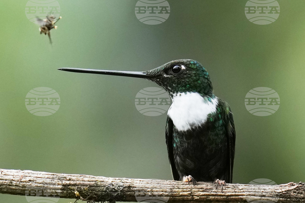 Ecuador Hummingbirds Refuge