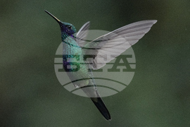 Ecuador Hummingbirds Refuge