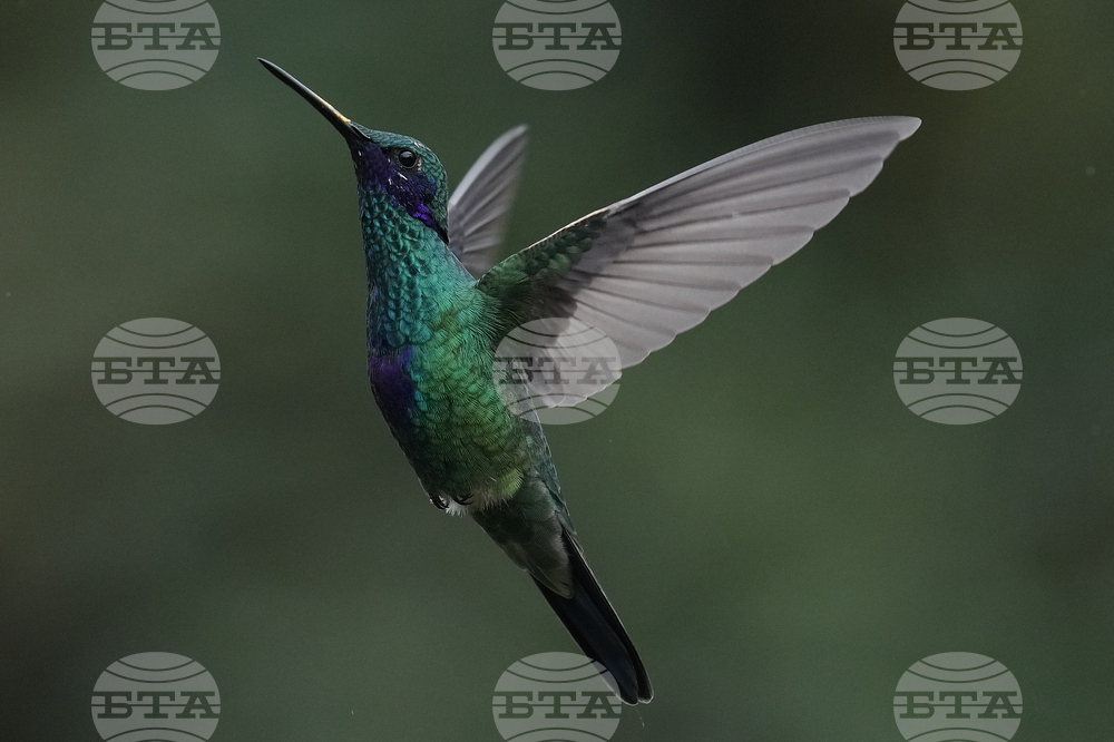 Ecuador Hummingbirds Refuge