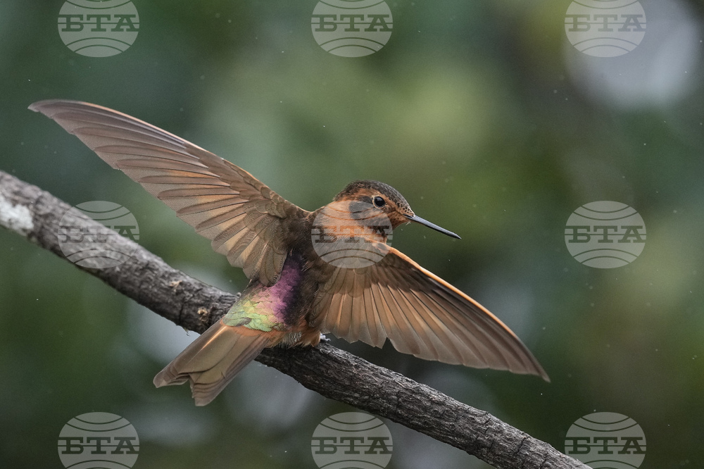 APTOPIX Ecuador Hummingbirds Refuge