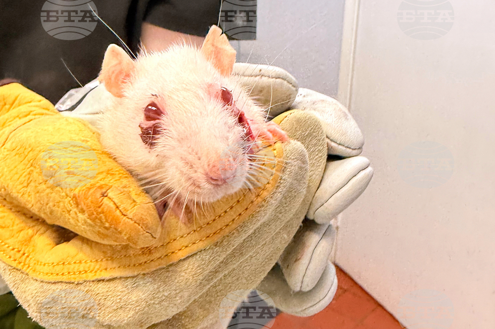 Pet Rats Rescue