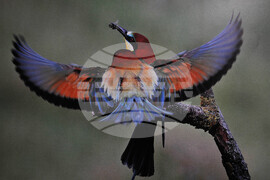 Бургас - "Птиците в България през очите на един поляк" - фотоизложба