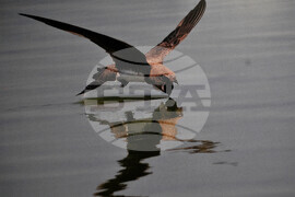 Бургас - "Птиците в България през очите на един поляк" - фотоизложба