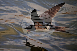 Бургас - "Птиците в България през очите на един поляк" - фотоизложба