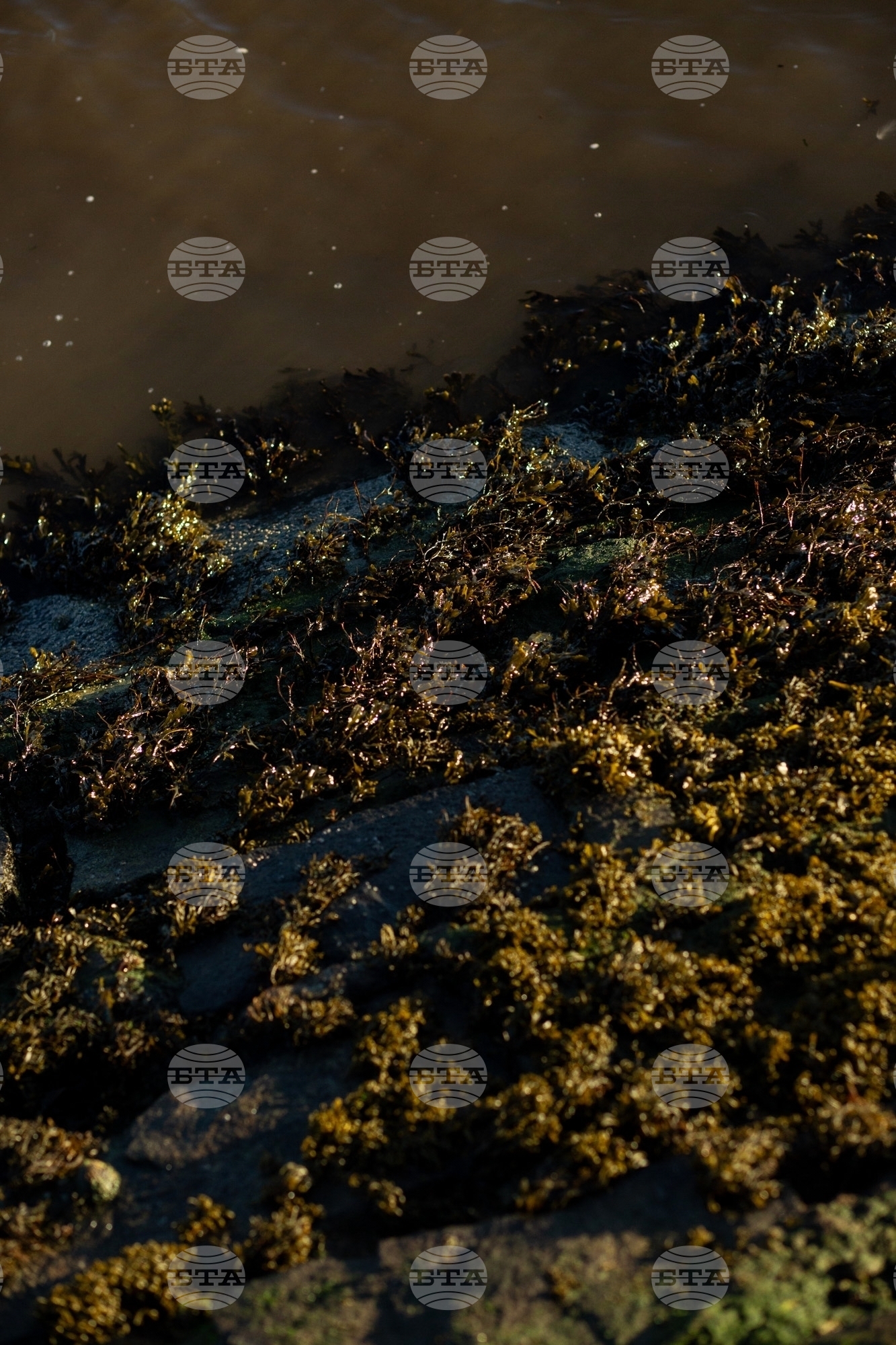 Climate Scotland Trawling