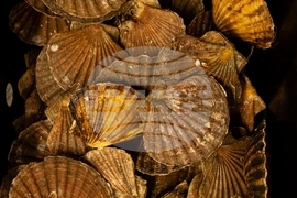 Climate Scotland Trawling