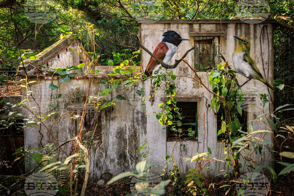 Hong Kong Bird Murals Photo Gallery
