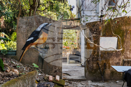 Hong Kong Bird Murals Photo Gallery