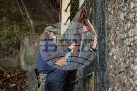 Hong Kong Bird Murals Photo Gallery