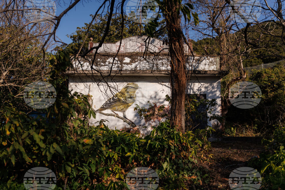 Hong Kong Bird Murals Photo Gallery