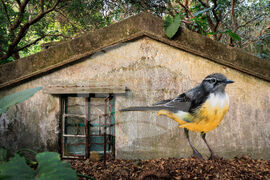Hong Kong Bird Murals Photo Gallery