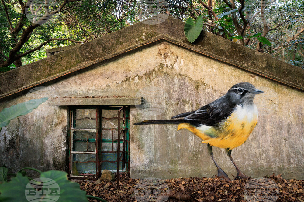 Hong Kong Bird Murals Photo Gallery