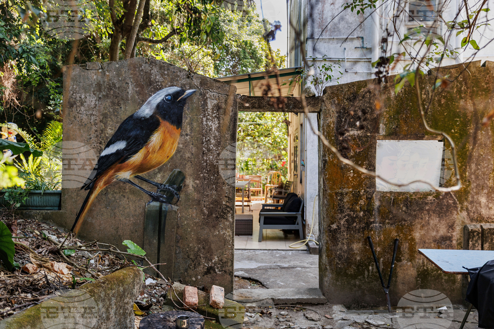 Hong Kong Bird Murals Photo Gallery