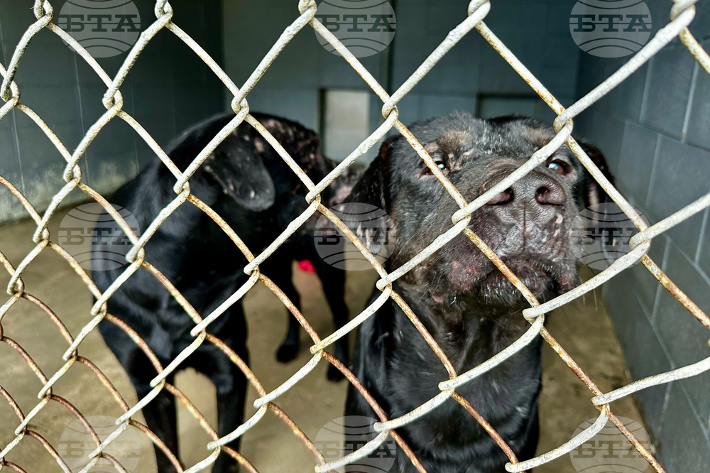 Winter Weather Dog Rescue