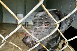 Winter Weather Dog Rescue