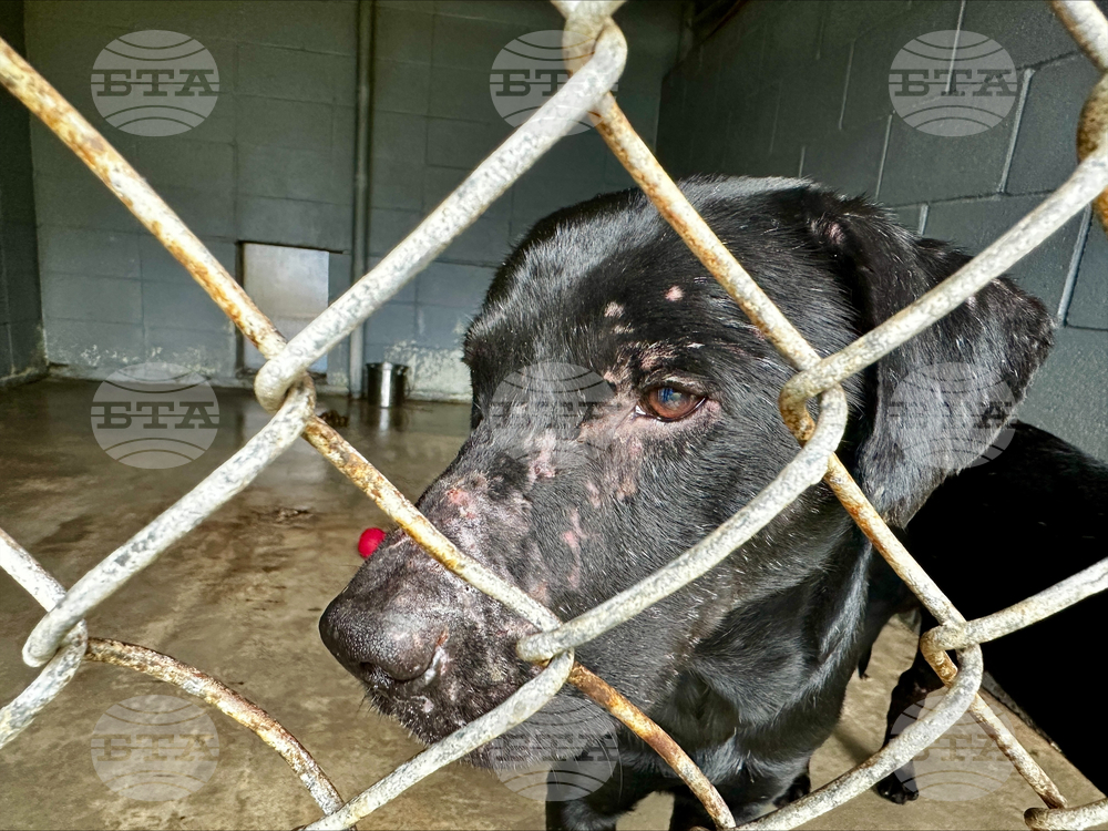 Winter Weather Dog Rescue