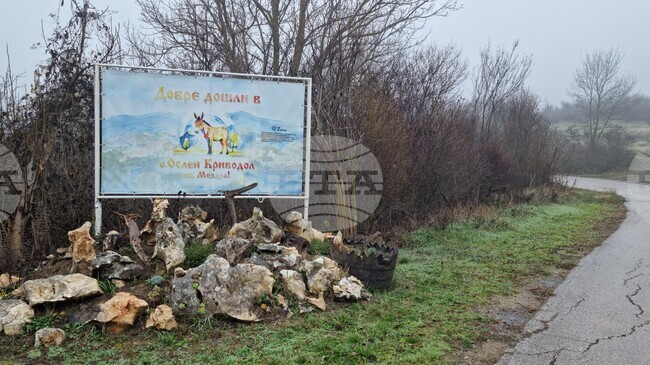 Защитените вековни дървета край мездренското село Ослен Криводол вече са десет