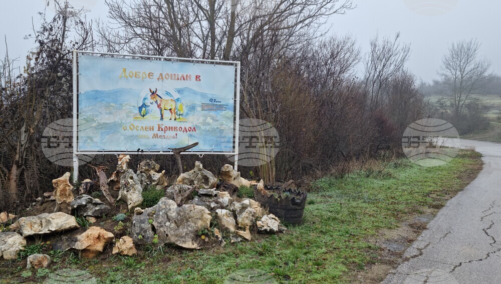 Защитените вековни дървета край мездренското село Ослен Криводол вече са десет