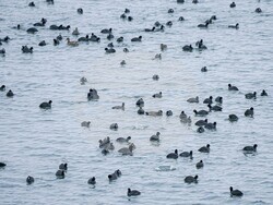 Снимка: Българско дружество за защита на птиците