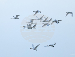 Снимка: Българско дружество за защита на птиците