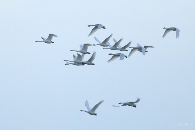 Повече водолюбиви птици има у нас, съобщиха от Българското дружество за защита на птиците след среднозимното преброяване