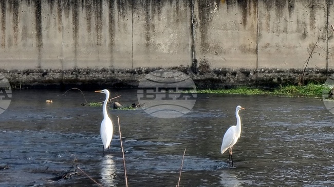 Броят на зимуващите водолюбиви птици в язовири и реки в Монтанско и Видинско е по-голям