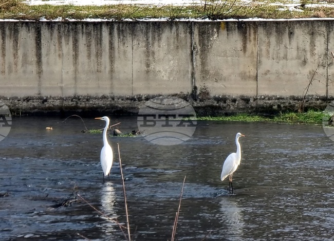Броят на зимуващите водолюбиви птици в язовири и реки в Монтанско и Видинско е по-голям