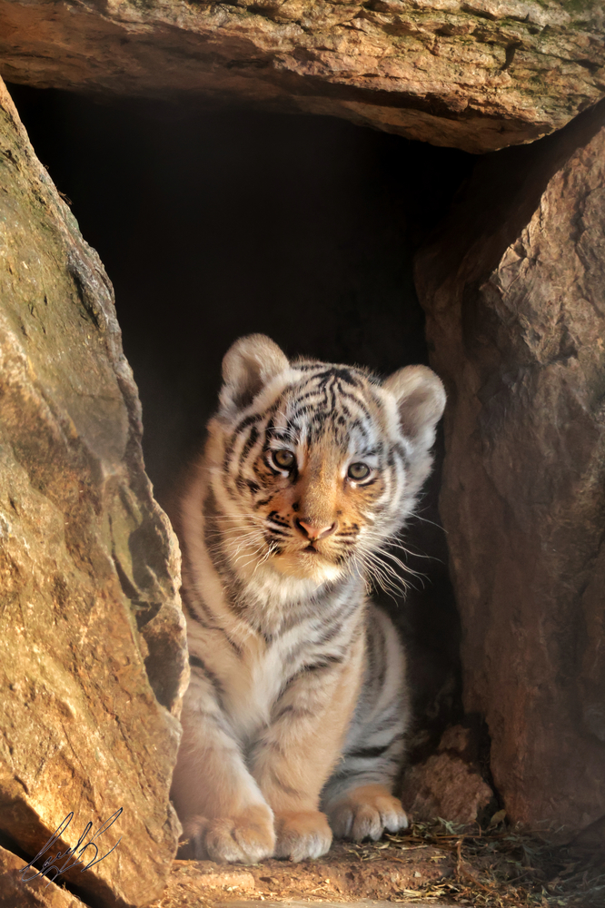 Старозагорци избраха име на малкото бенгалско тигърче 