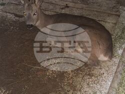 Снимка: Югозападно държавно предприятие ДП Благоевград