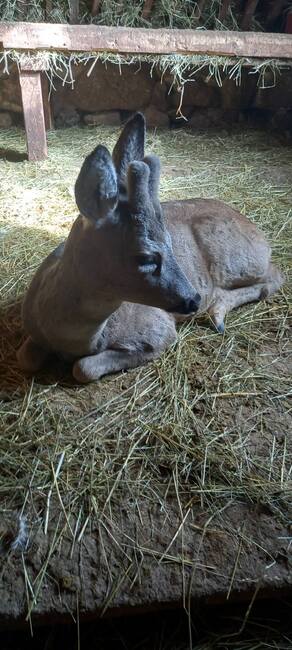 Югозападно държавно предприятие ДП Благоевград: Горски служители спасиха едногодишен сръндак, пострадал при удар на пътя