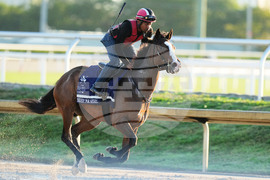 Pegasus World Cup Horse Racing