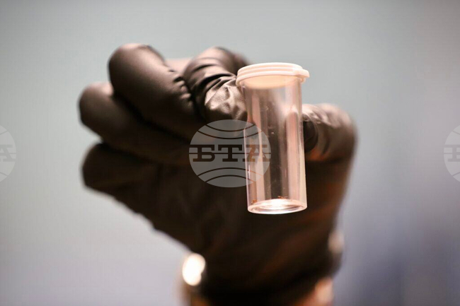 Little Fire Ant Invasion