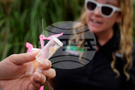 Little Fire Ant Invasion