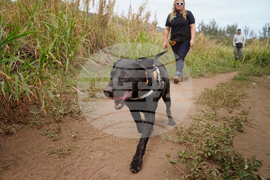 Little Fire Ant Invasion