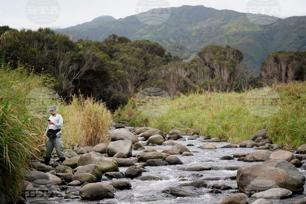 Little Fire Ant Invasion